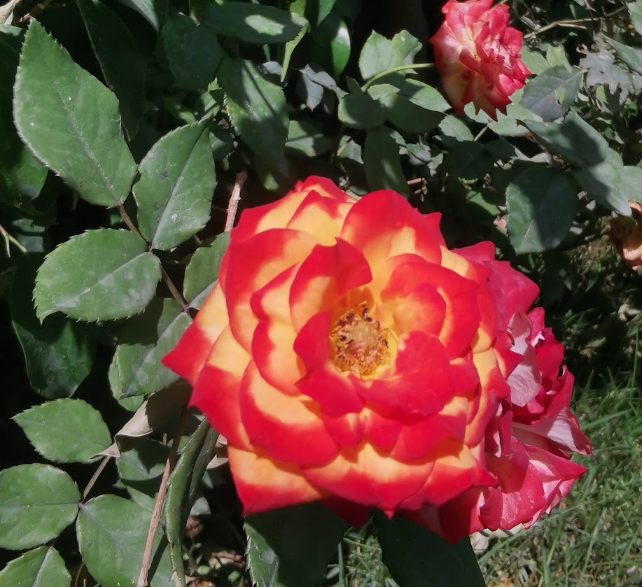 IMG_20220519_124905_edit_172568909935646